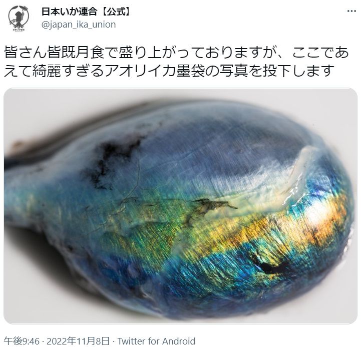 イカについてもっと詳しくなってみなイカ？　イカ好きコミュニティ「日本いか連合」が宝石のような「アオリイカの墨袋」を紹介