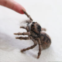 royal_damperさん提供：握手するクモ