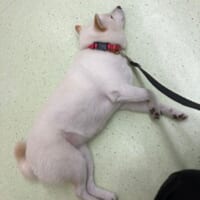 病院の待合室で堂々と眠るワンコに飼い主も誇らしげ「弊犬最高す…