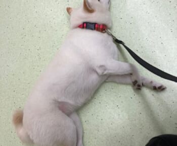 病院の待合室で堂々と眠るワンコに飼い主も誇らしげ「弊犬最高すぎる」