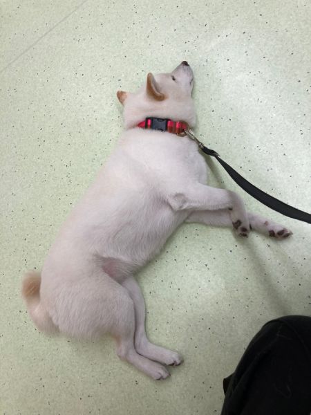 病院の待合室で堂々と眠るワンコに飼い主も誇らしげ「弊犬最高すぎる」