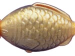 魚の形のポリ容器「ランチャーム」には金のタイプがあるって知ってる？