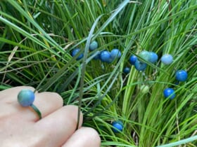 リュウノヒゲの青い実とそれを使った指輪（inoriさん提供）