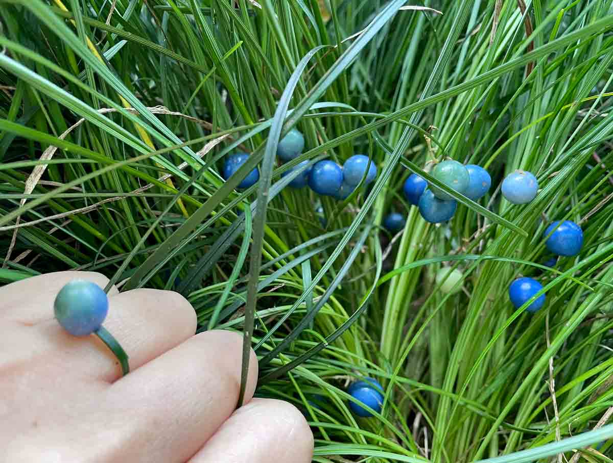 リュウノヒゲの青い実とそれを使った指輪（inoriさん提供）