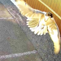 オナガという鳥がご飯をゲットして意気揚々と飛んでいる姿が写っていた
