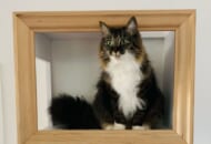 これが本当の「絵になる」猫……！漫画家がユニークなアイデア家具を自作