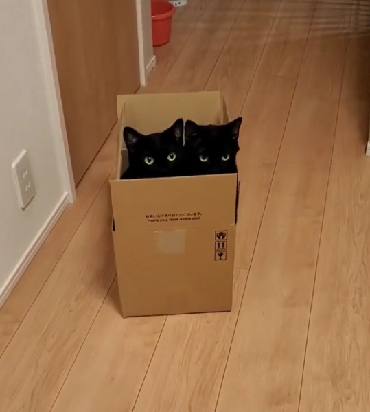この可愛さは反則級！　箱に並んで入る仲良し黒猫