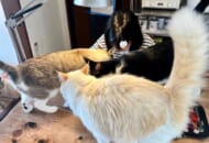 まるで家庭教師？4匹の猫ちゃんたちが冬休みの宿題を応援