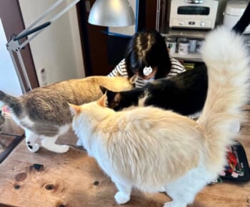 まるで家庭教師？4匹の猫ちゃんたちが冬休みの宿題を応援