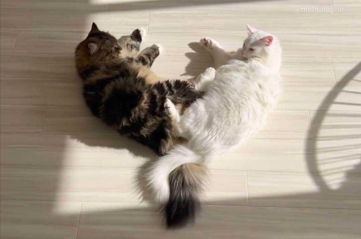 2匹の猫が作る美しいハート……からの小競り合い　見ている方はちょっと残念？