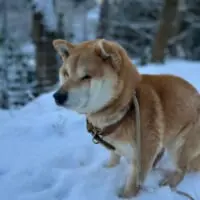 雪で犬は喜ばない　顔をすぼめて震える柴犬が抱きしめたくなるかわいさ