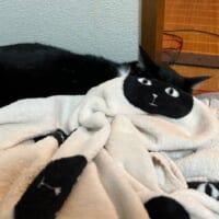 目が合っているかと思いきや……毛布の柄に猫の顔がシンデレラフィット