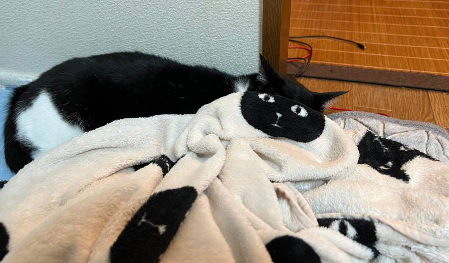 目が合っているかと思いきや……毛布の柄に猫の顔がシンデレラフィット