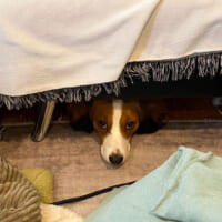 ソファの下で怯える愛犬に「そんなに怖かったの…」　飼い主が…