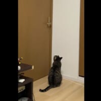 動画で公開された全容では、ドア前で佇む豆苗くんの姿が。