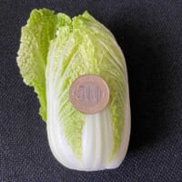 「手乗り白菜」と500円硬貨との大きさ比較（まつもとさん提供）