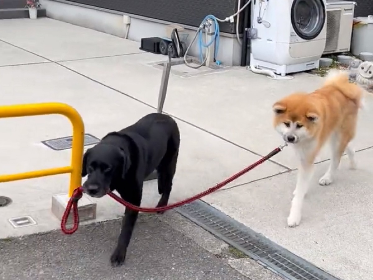愛犬のリードを引っ張るのは愛犬！犬が犬を散歩させている動画に癒やされる