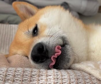 波打つ柴犬の舌に腹筋崩壊　珍しすぎる光景に16万いいね！