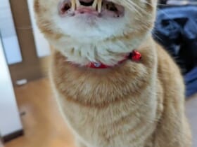 イーっと歯を食いしばる猫ちゃん　珍しい表情に驚きの声