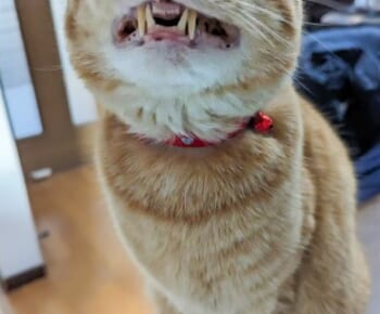 イーっと歯を食いしばる猫ちゃん　珍しい表情に驚きの声