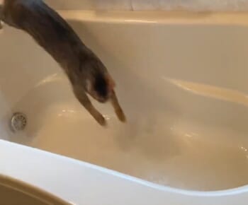 濡れてもへっちゃらニャ　シャワーが好きすぎる猫が浴槽で大はしゃぎ