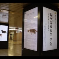 新宿駅や渋谷駅のデジタルサイネージで発表
