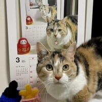 不思議で可愛い！猫カレンダーの前に猫……繰り返される写真に目がくぎ付け