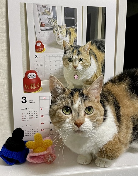 不思議で可愛い！猫カレンダーの前に猫……繰り返される写真に目がくぎ付け