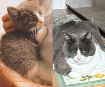 0歳5か月と9歳　同じ猫の比較写真に驚きの声「大物になりましたね」