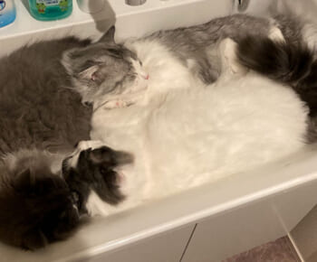 猫の親子が洗面台を占拠