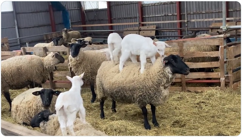 2頭の子ヤギが羊の背中の上に乗っている状態からスタート