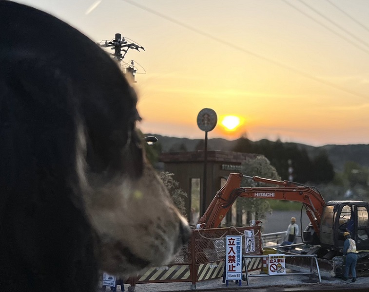 工事現場を見つめるワンちゃんと夕日のコラボ