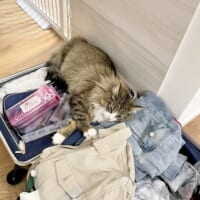 「一緒に連れてって！」　旅行の荷造りをする飼い主に拗ねる猫…