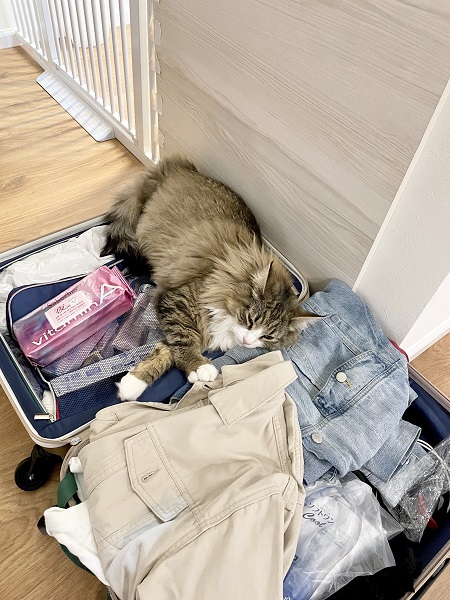 「一緒に連れてって！」　旅行の荷造りをする飼い主に拗ねる猫が子どもみたい　