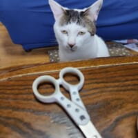 爪切りを目撃した猫さん　とんでもない虚無顔を披露