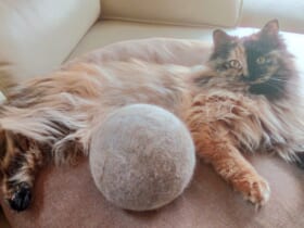 猫の抜け毛を丸め続けて3年……出来上がった巨大毛球にびっくり