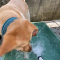 水に浸かりたくない犬