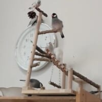 アスレティックで遊ぶ文鳥たちと壁掛け時計の上の文鳥夫婦