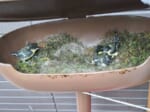 シジュウカラが住宅のポストに巣作り　雛が孵る様子に「うらやましい」の声