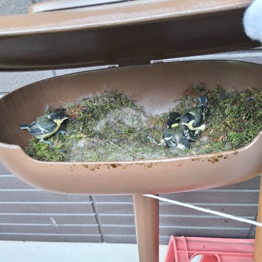 玄関ポストにシジュウカラが巣作り　見守り続けると卵が孵化して4羽のヒナ誕生