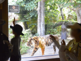 上野動物園のトラ舎に移動