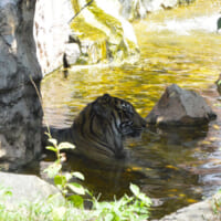 池で涼むトラ