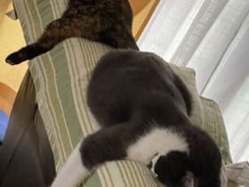 ソファに突っ伏して爆睡する猫がおもかわいい