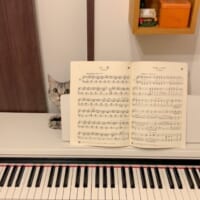 日常的に飼い主さんのピアノ練習を覗きに来るあんこくん