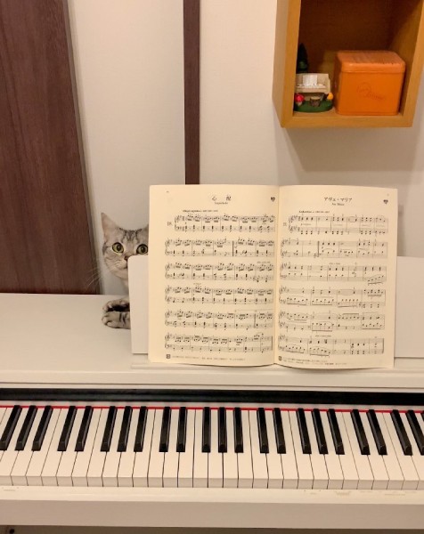 日常的に飼い主さんのピアノ練習を覗きに来るあんこくん