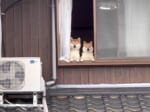 柴犬2匹が窓から飼い主を監視　「自分ばっかり……」と険しい表情？