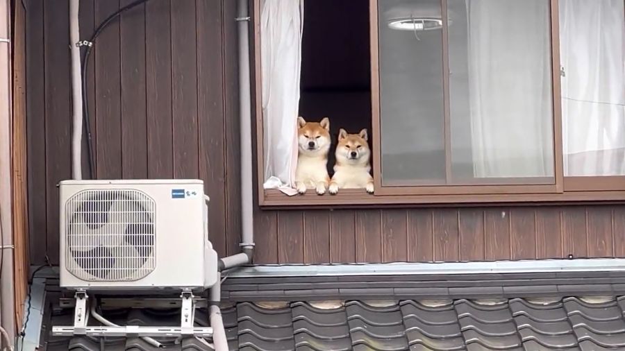 柴犬2匹が窓から飼い主を監視　「自分ばっかり……」と険しい表情？