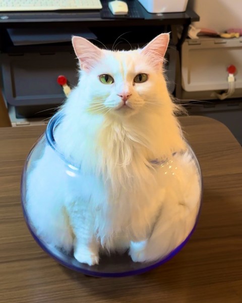 ジャストフィットにゃ　白猫さんが金魚鉢と文字通りの一体化