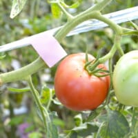 トマトはピンクの目印が付いているものが収穫可能
