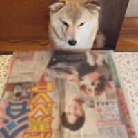 ジー……　スポーツ紙で大谷翔平と話題の犬をチェックする柴犬